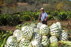Mezcal2